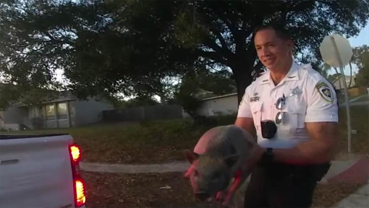 Deputies catch pet pig running loose in Florida neighborhood