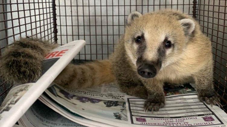 Texas man finds South American coati on his front porch
