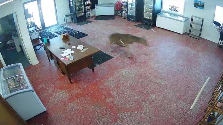 Deer runs wild through Minnesota butcher shop