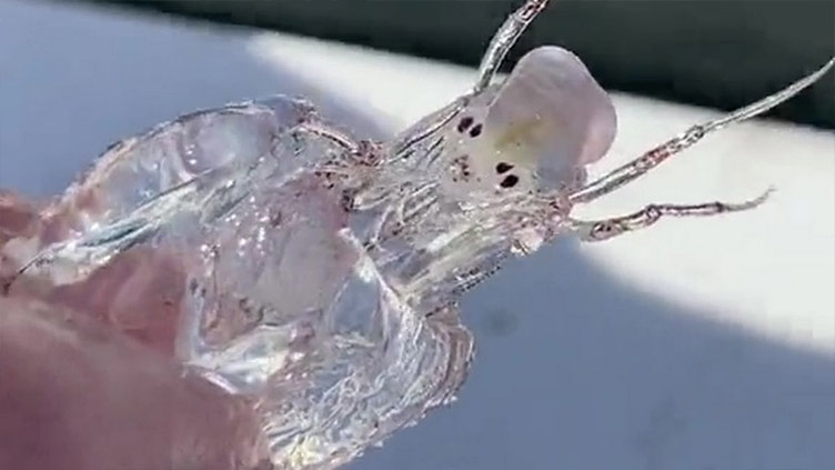 Fisherman finds 'alien' that's closely invisible and can blend into water