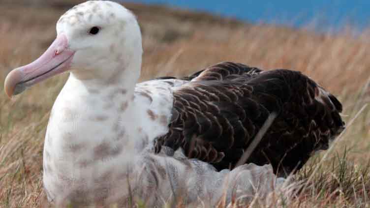 French island plans mass rodent cull to save albatross eggs