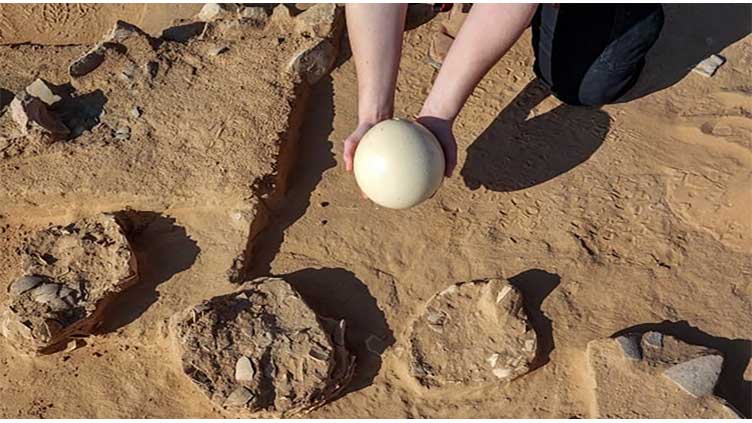 Ancient ostrich eggs found in southern Israeli desert