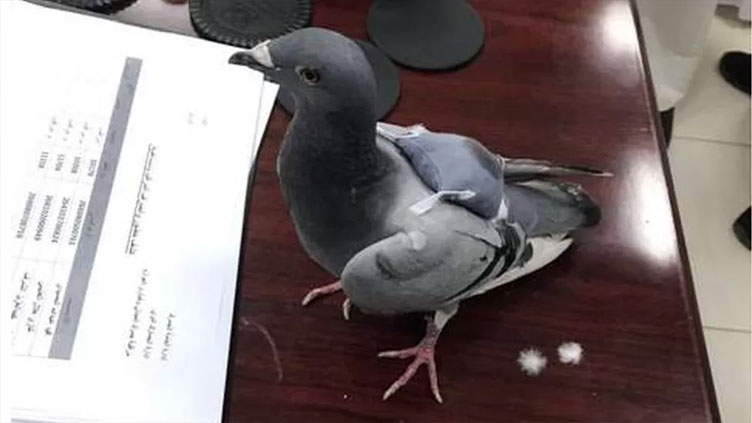Pigeon 'caught with backpack of drugs'
