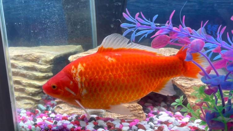 Giant goldfish left in bucket rescued from seagull attack