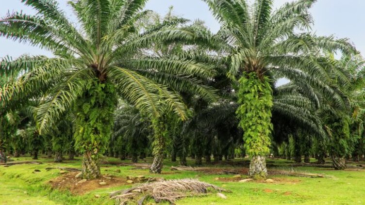 Indonesia to restrict palm oil exports