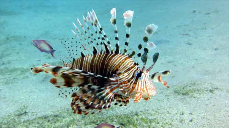 France to map genes of underwater species to help protect its vast sea life