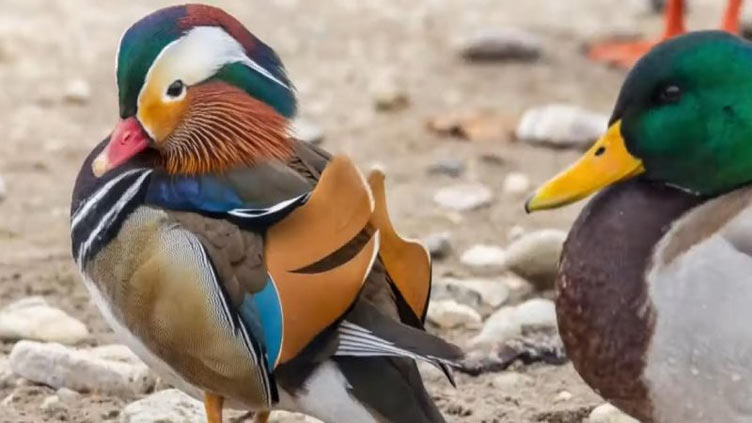 Mandarin duck draws birdwatchers to Wisconsin shore