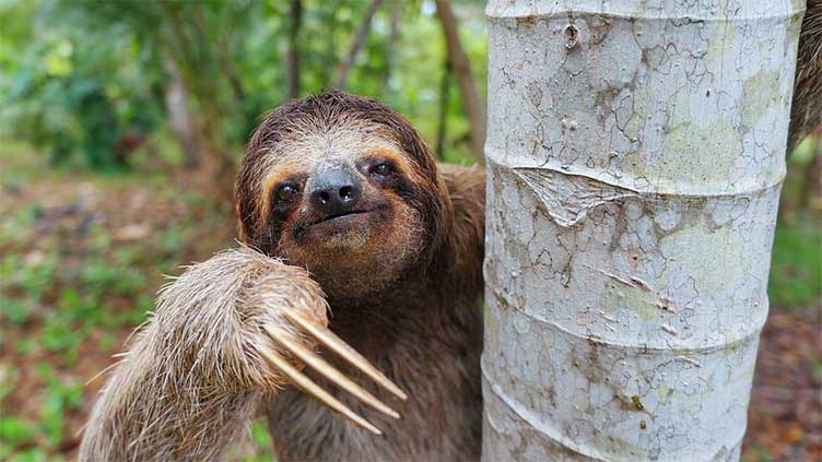 Scientists are baffled as to why sloths are stronger on their left side