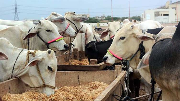 Tapping Balochistan's livestock potential to boost economy