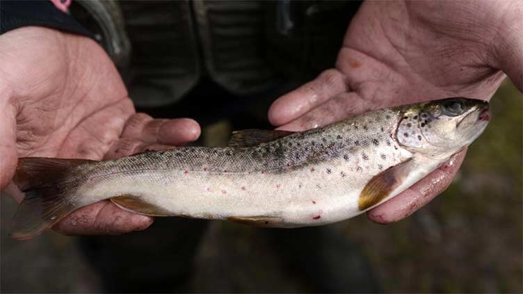 Eating one wild fish same as month of drinking tainted water: study