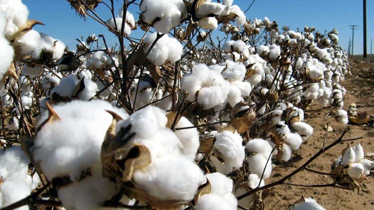 Pakistan looks to enhancing cooperation with China on high-yield cotton varieties