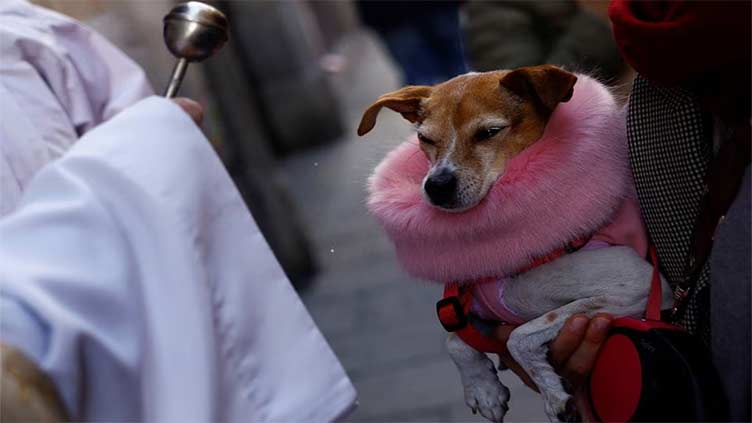 Spanish pets blessed by priests in annual ritual