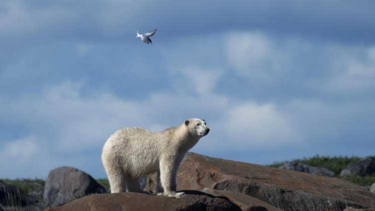  In rare attack, polar bear kills two people in Alaska