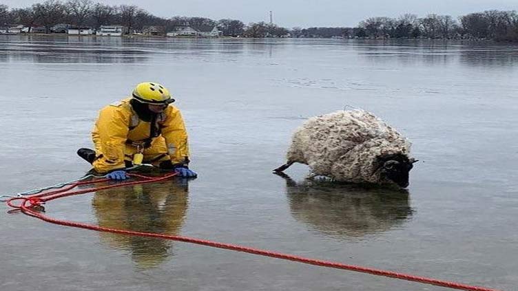 Wandering sheep rescued from frozen lake in Michigan