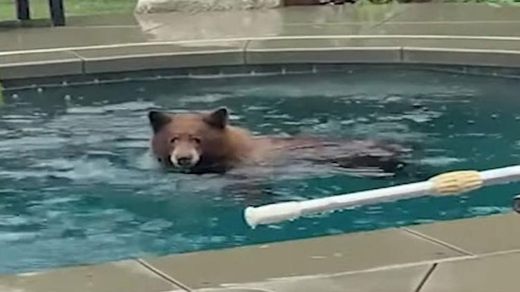 Bear takes a swim in a family's backyard pool