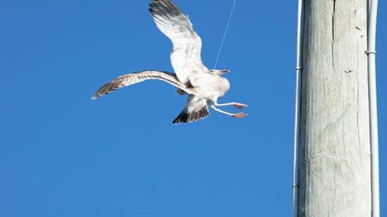 Dangling seagull rescued from Florida utility pole