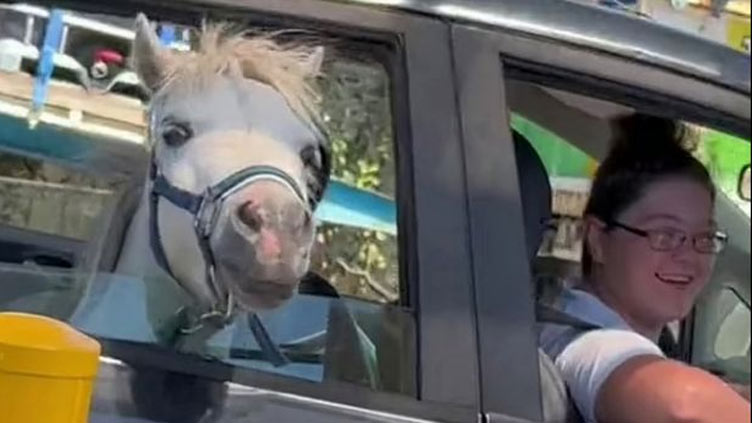 Horse spotted riding in the back seat during McDonald's drive-through run