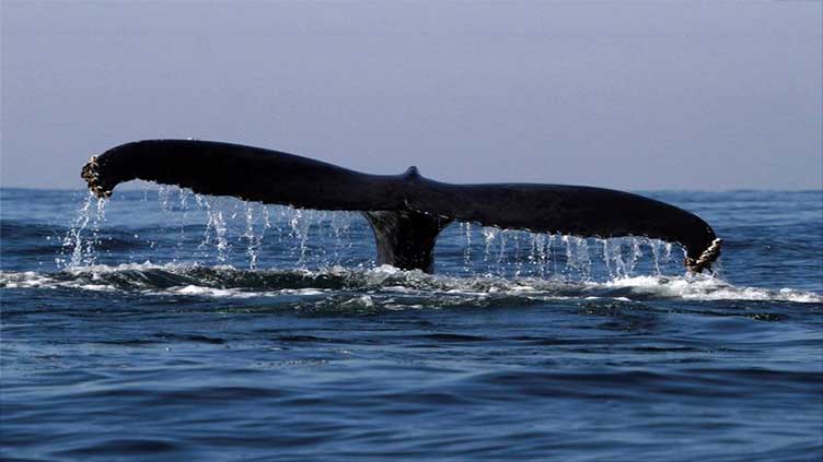 For whales, study shows gigantism is in the genes