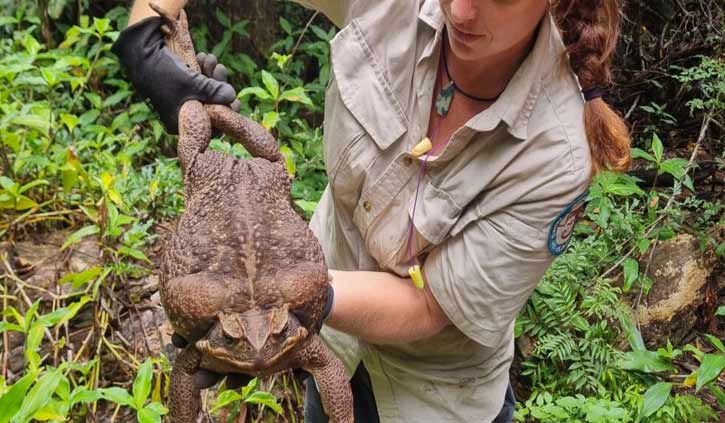 Australian rangers find 'monster' 2.7 kg cane toad