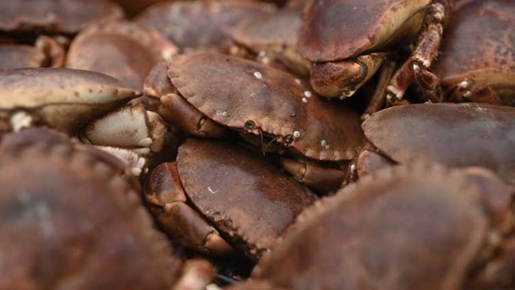 New pathogen likely culprit for mass crab deaths: UK study