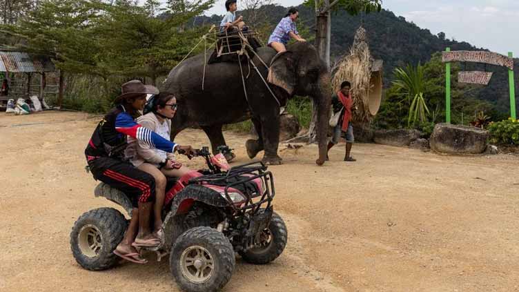 Thai elephant camp adds more jumbos as Chinese tourists return
