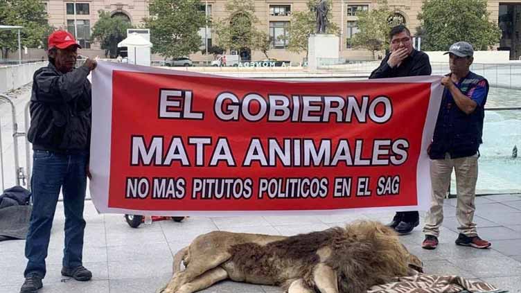 Dead lion protest surprises passersby in front of Chile's presidential palace