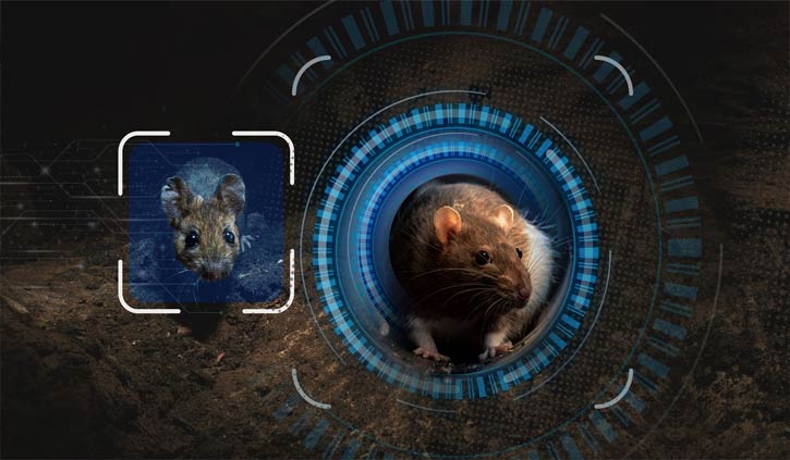 Pest controllers using facial recognition software to kill rats in people's homes