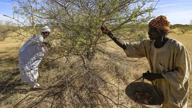 Sudan's prized gum trees ward off drought but workers wither