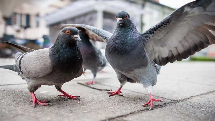 Photos do not show pigeons carrying illegal substances in New York