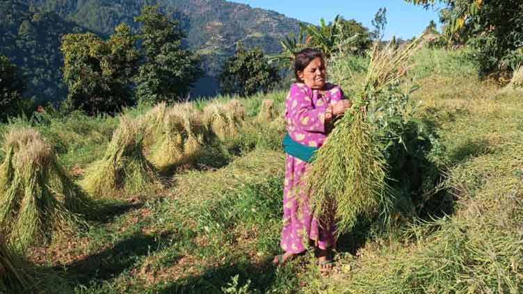 Seeds of change: Nepal's local crops raise hopes for food security