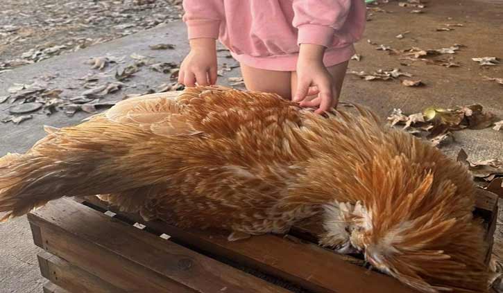 Mom kills, cooks pet rooster after it pecked child's face