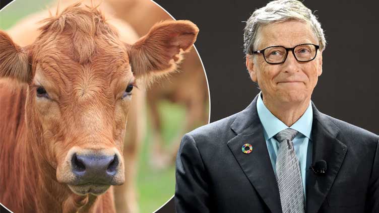  Bill Gates invests in start-up to tackle cow burps