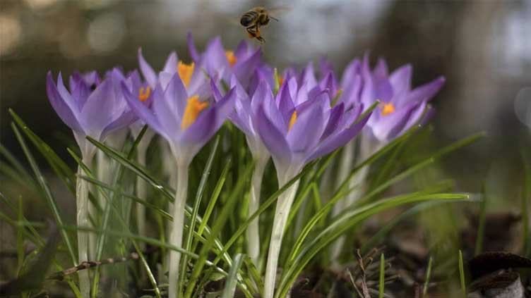  EU eyes more help for shrinking bee populations