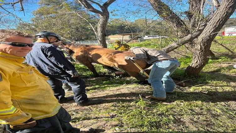 Horse rescued from muddy California creek