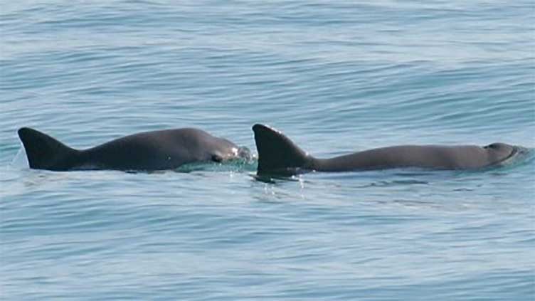 Mexico, NGO double down on efforts to protect world's smallest porpoise