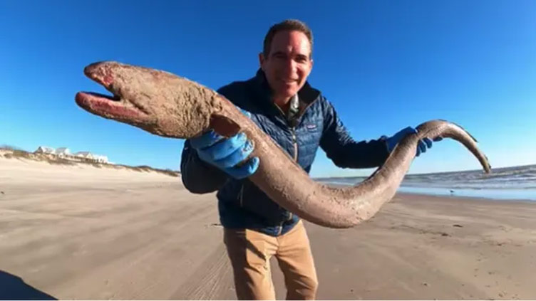 Massive eel found washed up on Texas beach