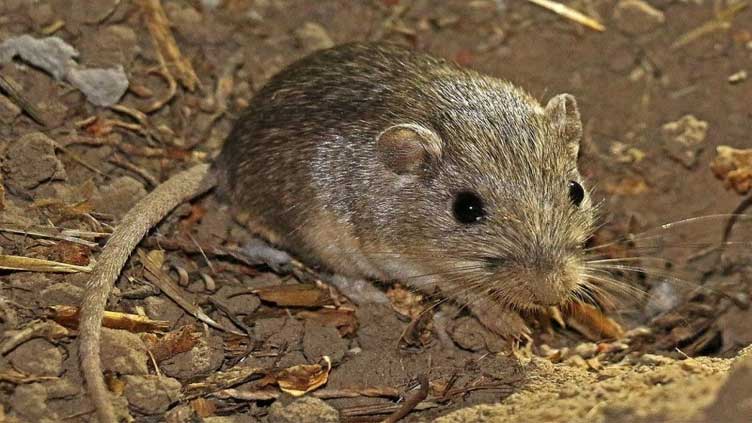 Mouse at San Diego Zoo believed to be world's oldest 