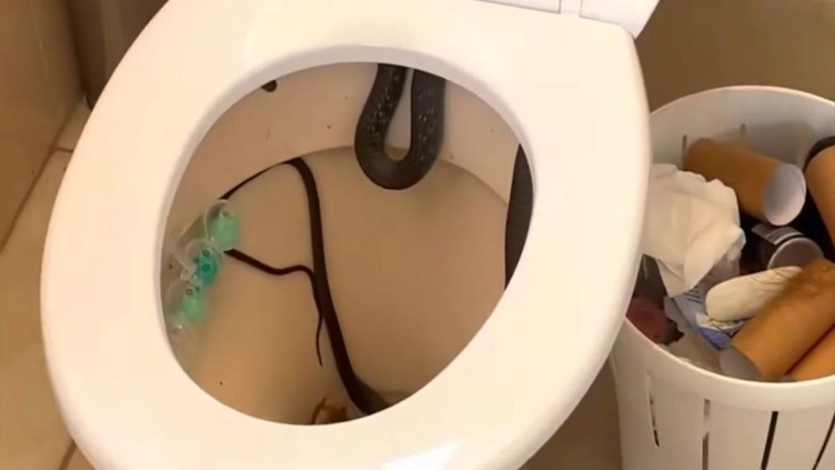Reptile wrangler removes snake from toilet at Australian home