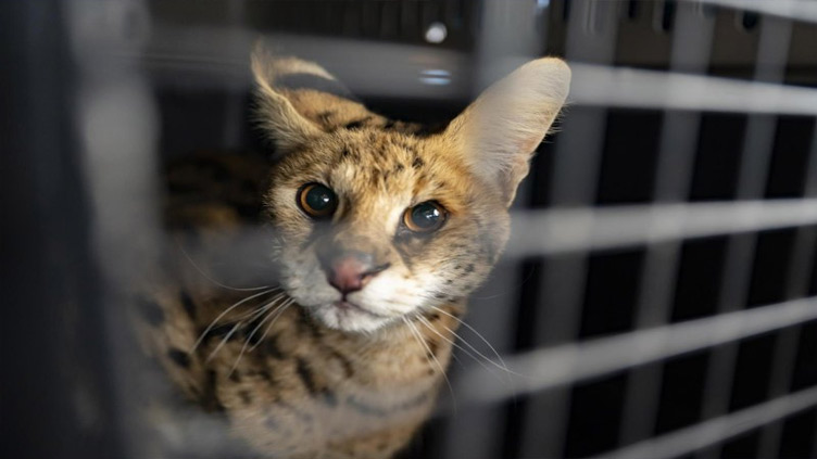 Arkansas refuge caring for serval that spent 6 months on the loose in Missouri