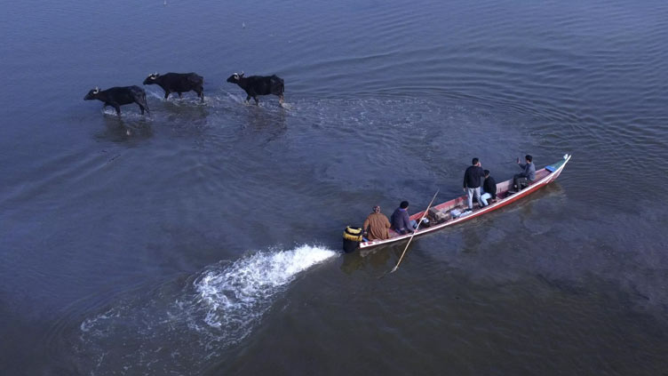 After drought, winter rains revive Iraq's famed marshlands