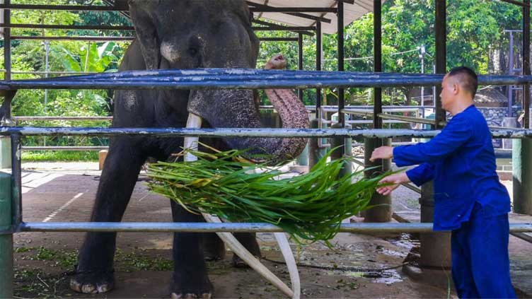 Neglected elephant boards jumbo flight home to Thailand