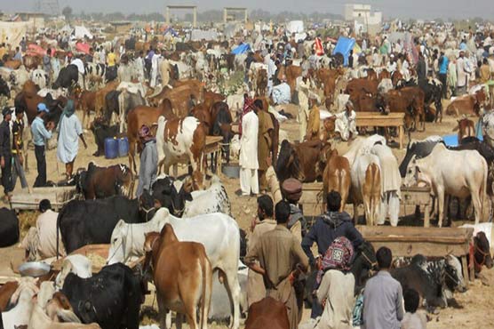 پنجاب کی 118 منڈیوں میں 7 لاکھ 62 ہزار جانور فروخت ہوئے: اعدادوشمار جاری
