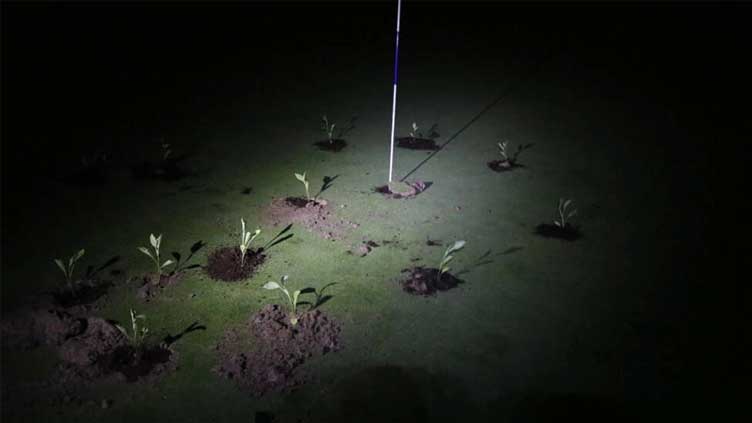 Climate activists block holes on Spanish golf courses over water use