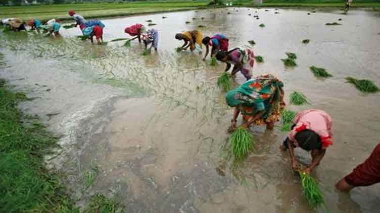 Rice to get costlier as weather, India's farm perks threaten supply