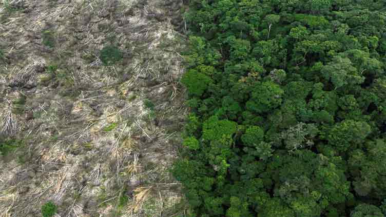 More firms report on deforestation, yet few have plan to stop it: CDP