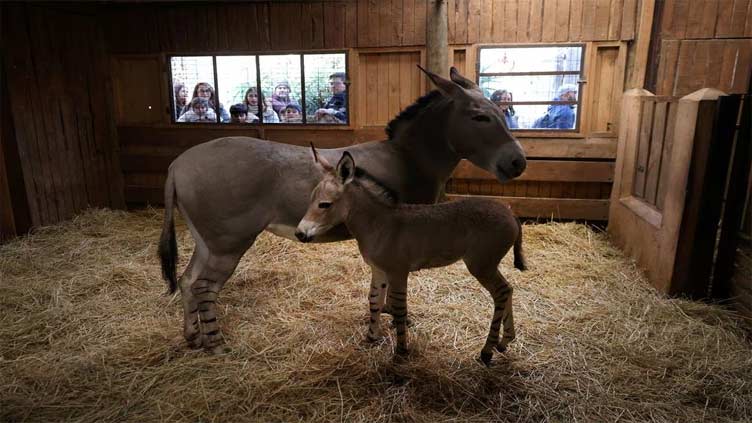 Chile zoo celebrates birth of critically endangered Somali Wild Ass