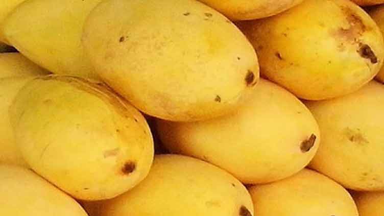 PFVA fears mango export target may be missed owing to DPP's poor planning