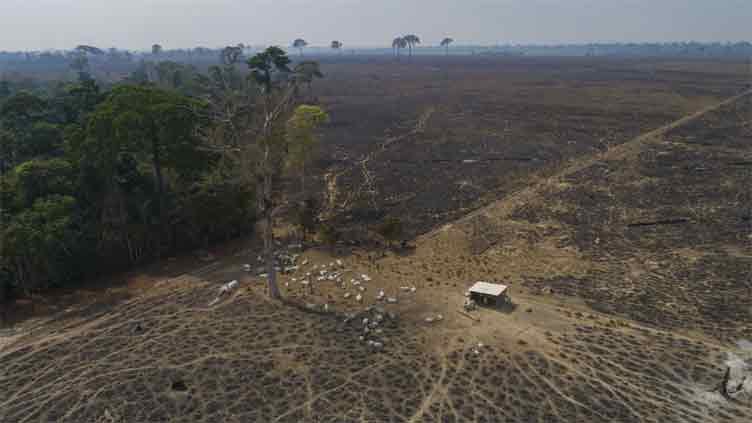 In Lula's first six months, Brazil Amazon deforestation dropped 34pc