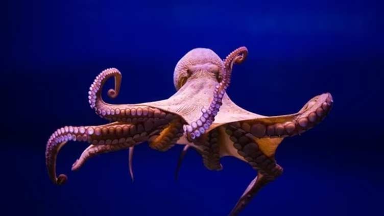 Doctors find whole octopus stuck in man's esophagus