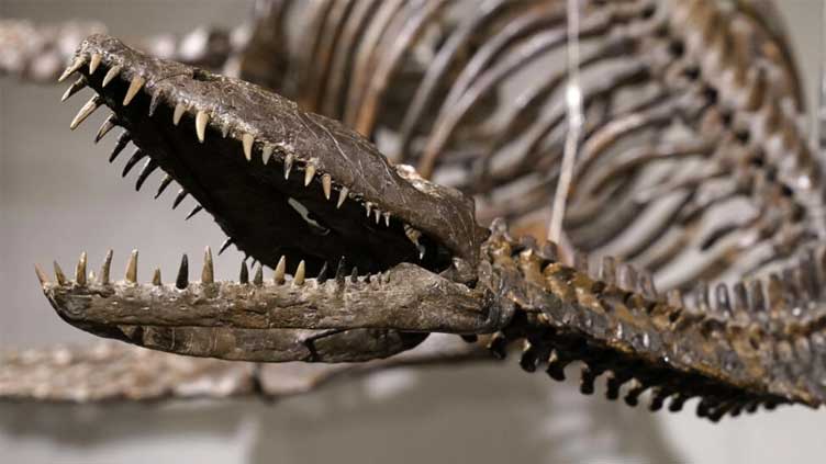 Dinosaur bones evoking Loch Ness monster to be auctioned: Sotheby's